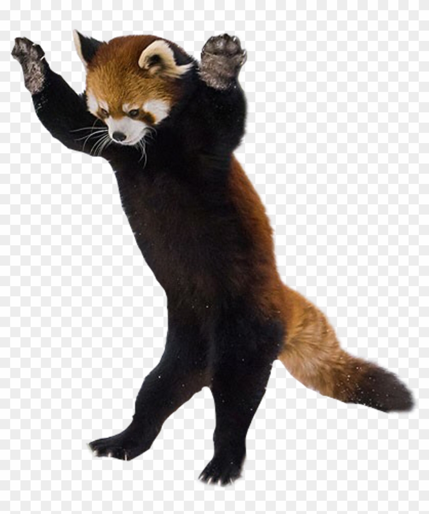 Red Panda On Hind Legs , Png Download, Transparent Png.