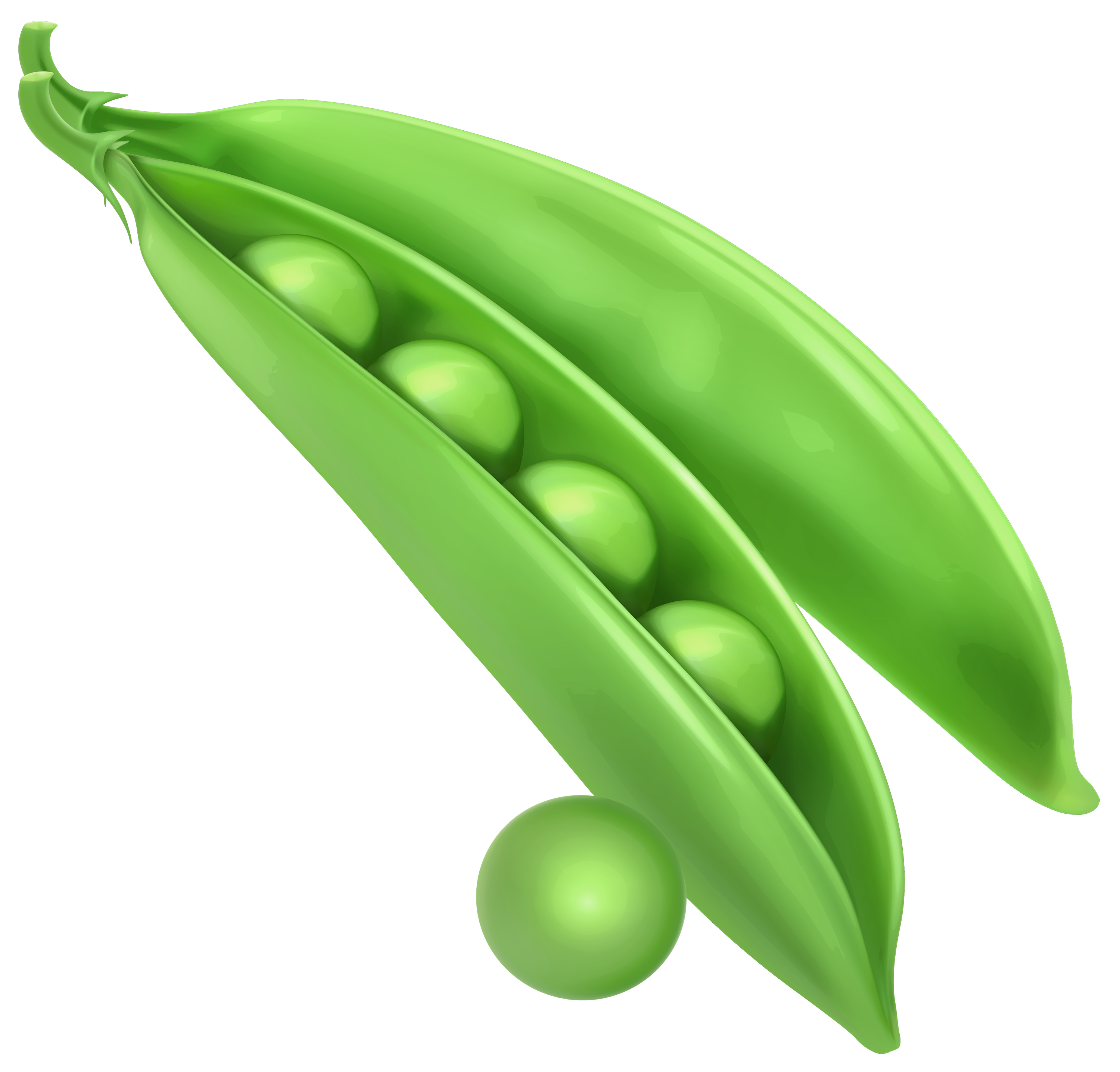 Back pea clipart - Clipground