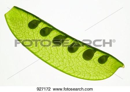 Stock Photo of Mangetout with peas, back.
