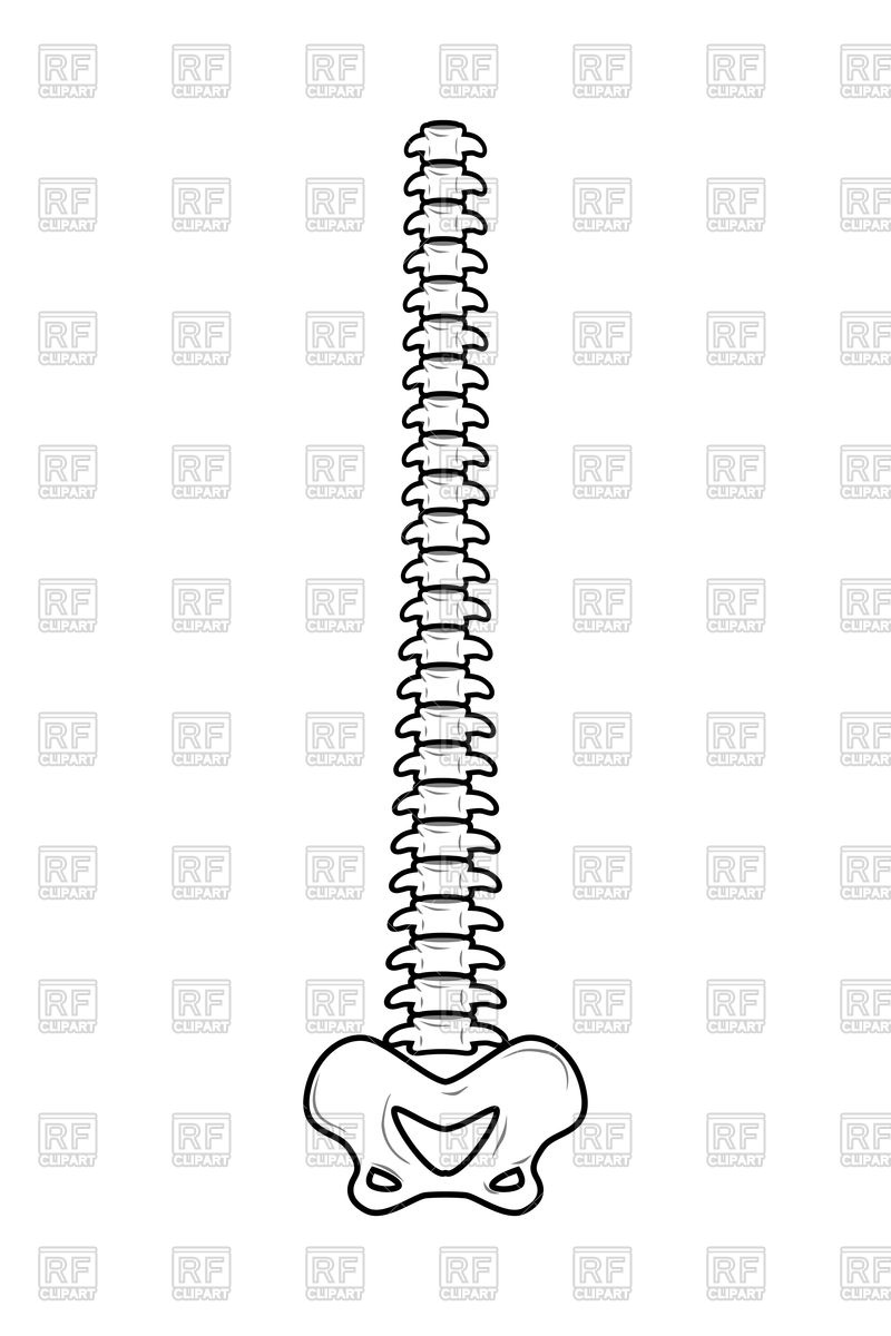 backbones clipart 10 free Cliparts Download images on Clipground 2023