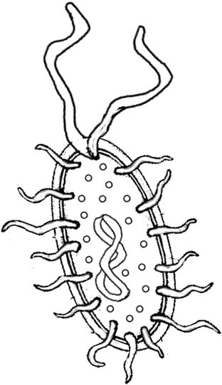 Free Bacteria Clipart Black And White, Download Free Clip.
