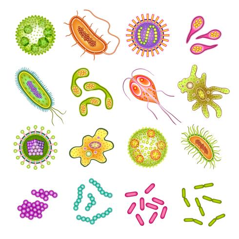 Bacteria and virus cells.
