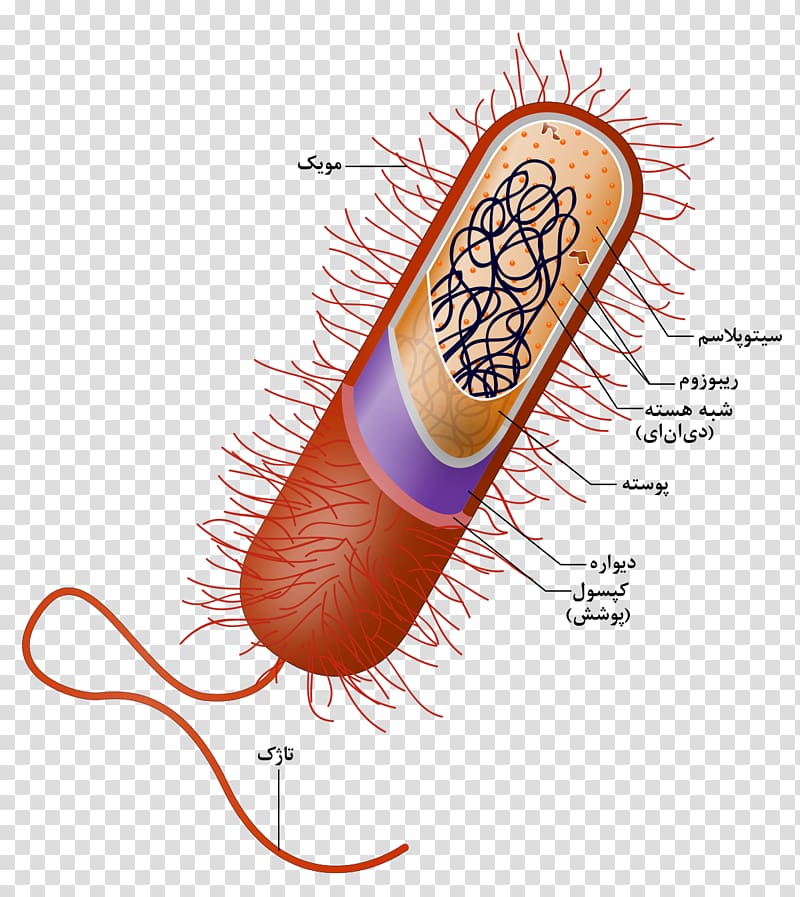 Prokaryote Cell nucleus Bacteria Organelle, persian.