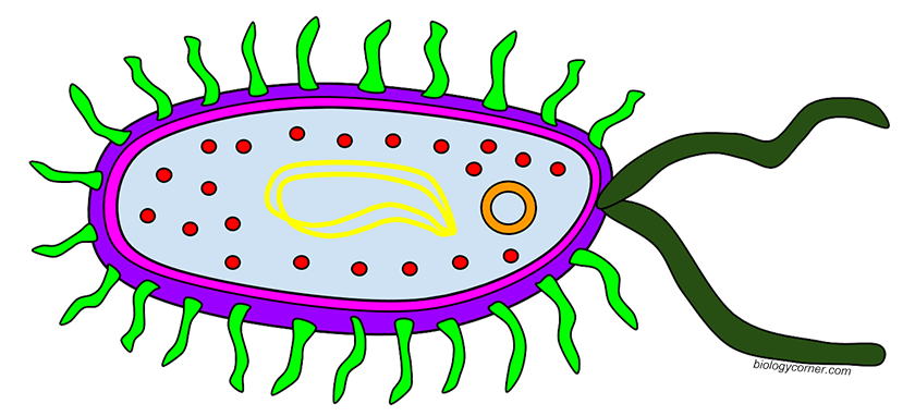 bacteria on cell phone clipart 10 free Cliparts | Download images on