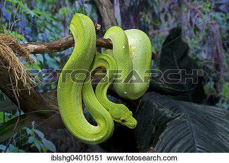 Stock Photography of "Green Tree Python (Morelia viridis.