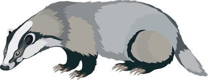 Badger Clipart.