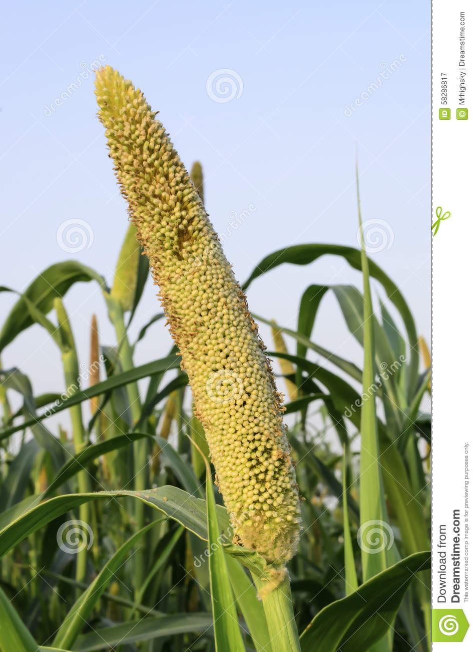 Pearl Millet Seed Head Stock Photo.