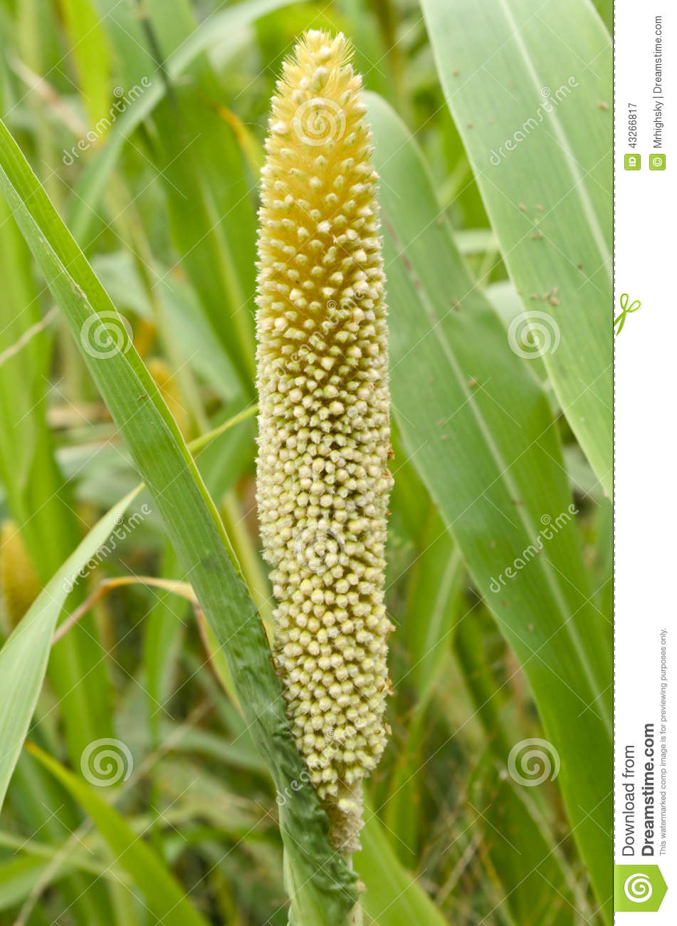 Pearl Millet Stock Photo.