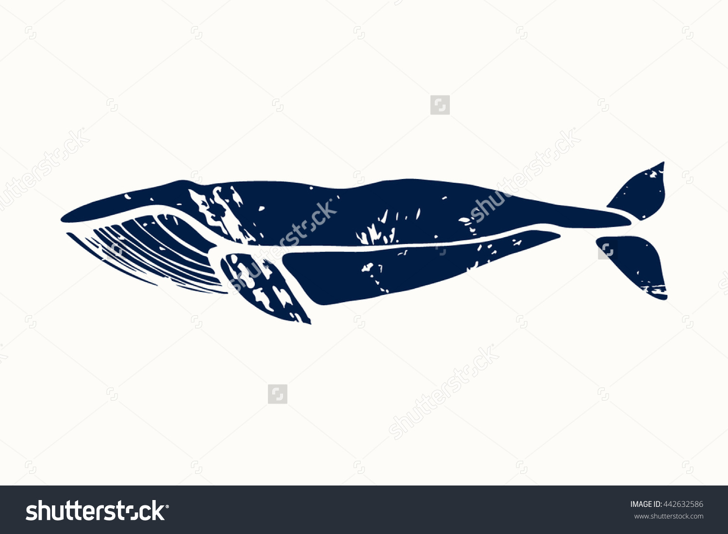 Blue Whale Balaenoptera Musculus Whale Isolated Stock Vector.