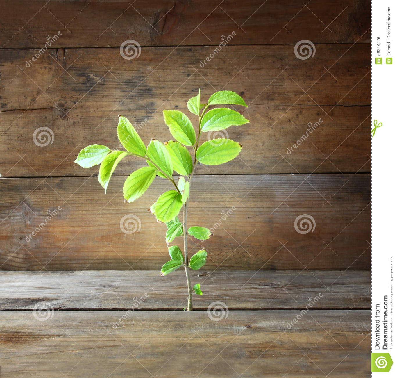 Plant Grows In Old Wood Crack And Symbolizes Renewal And Freshness.