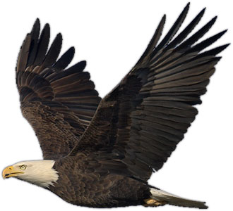 Free Eagle Clip Art Pictures.