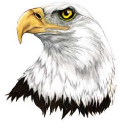 Bald Eagle Head Png (112+ images in Collection) Page 1.