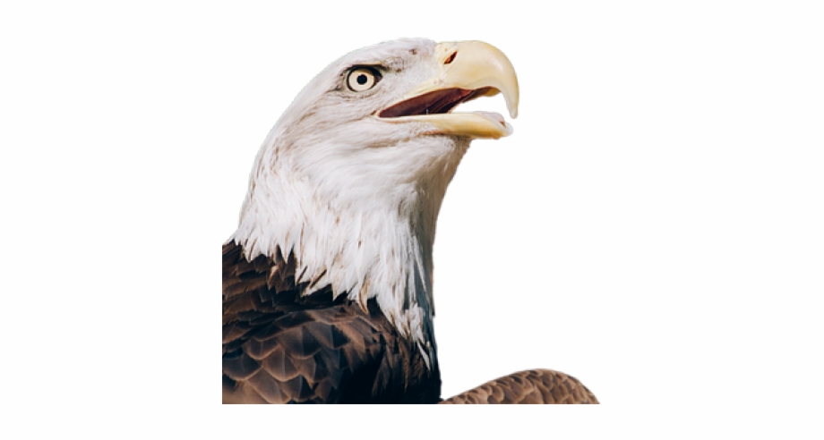 bald eagle head png 20 free Cliparts | Download images on Clipground 2021