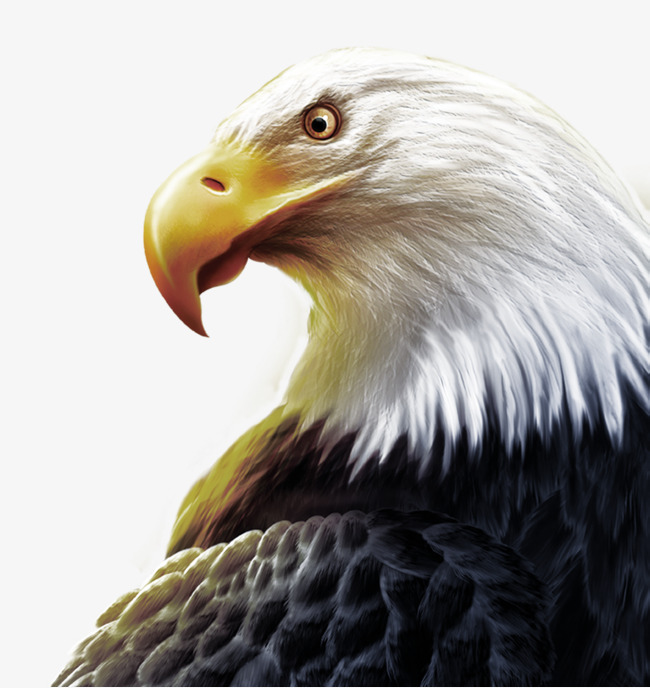 Bald Eagle Head Png (112+ images in Collection) Page 3.