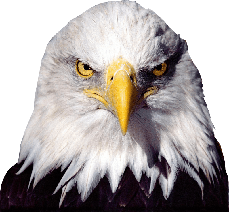 bald eagle head png 20 free Cliparts | Download images on Clipground 2021