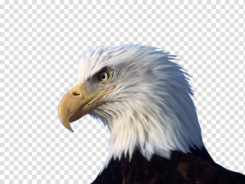 bald eagle high resolution clipart 10 free Cliparts | Download images ...