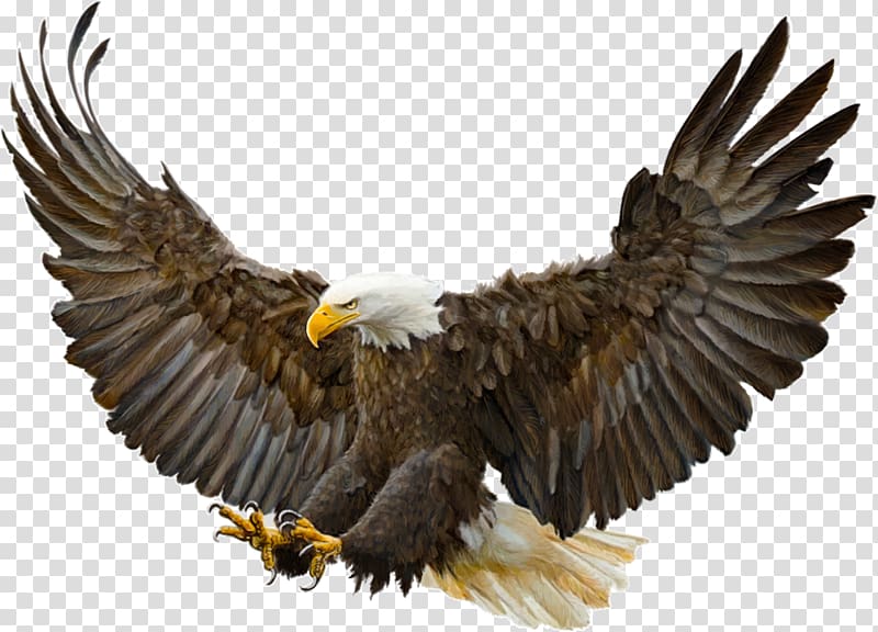 Bald Eagle Bird Golden eagle Drawing, Bird transparent.