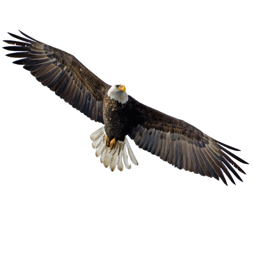 Eagle PNG Image.