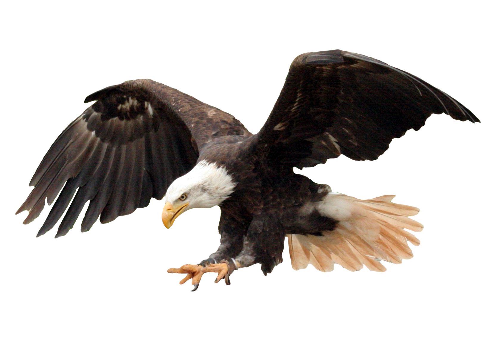 Bald Eagle PNG Image.