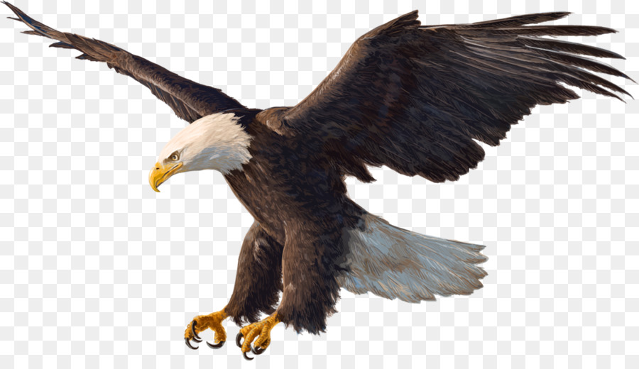 Eagle Bird png download.