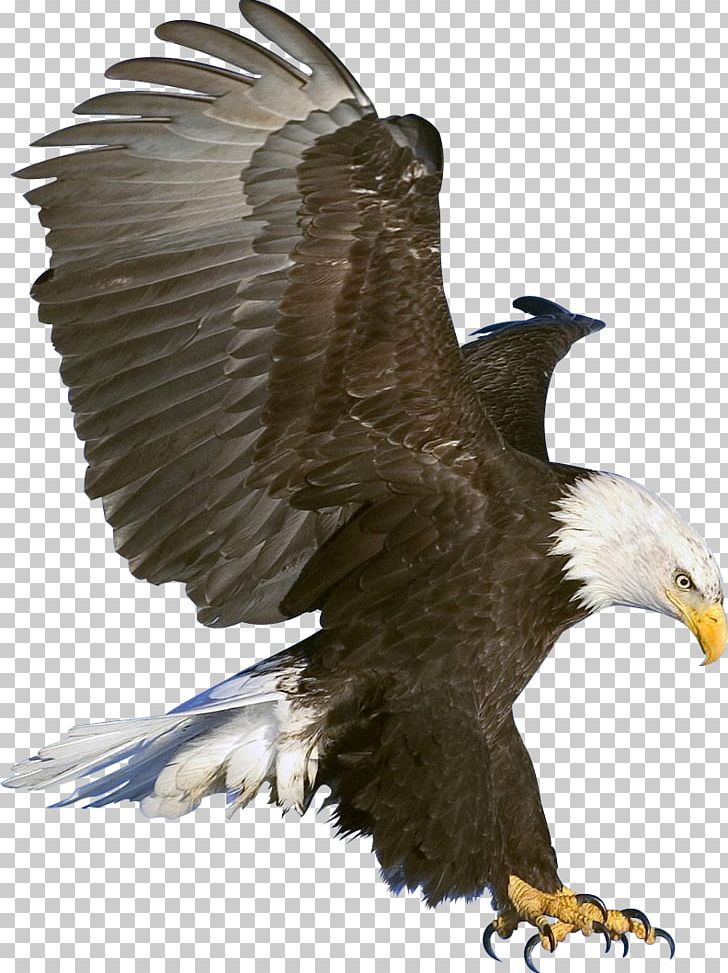 Bald Eagle Black Eagle PNG, Clipart, Accipitriformes, American Eagle.
