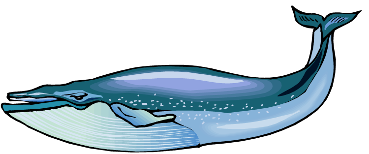 Free Whale Clipart.