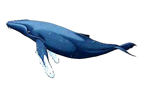 Baleen whales clipart 20 free Cliparts | Download images on Clipground 2024