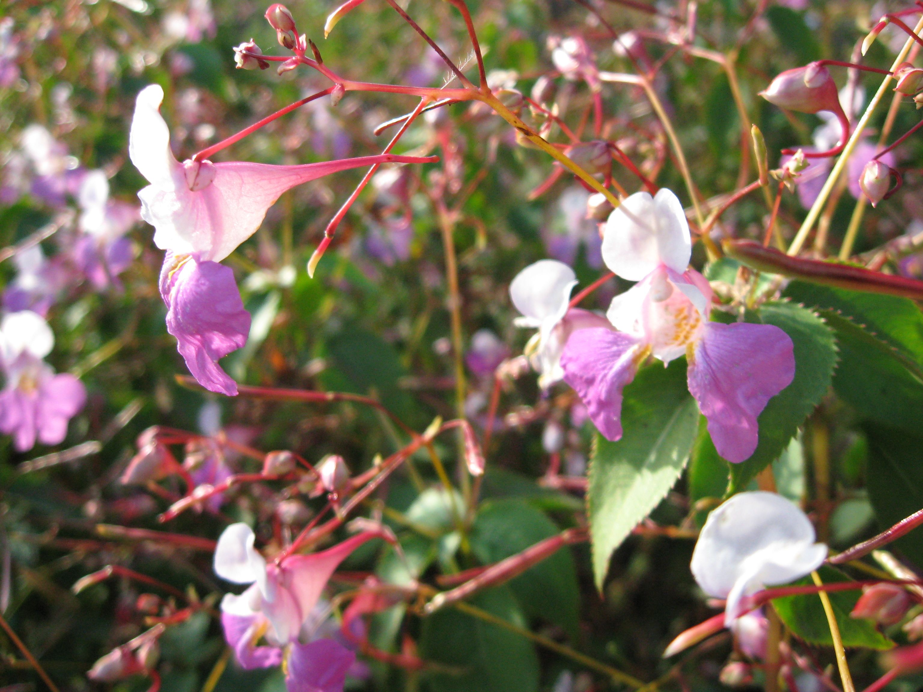 A JEWEL GROWS IN FRANCE « The Sanguine Root.