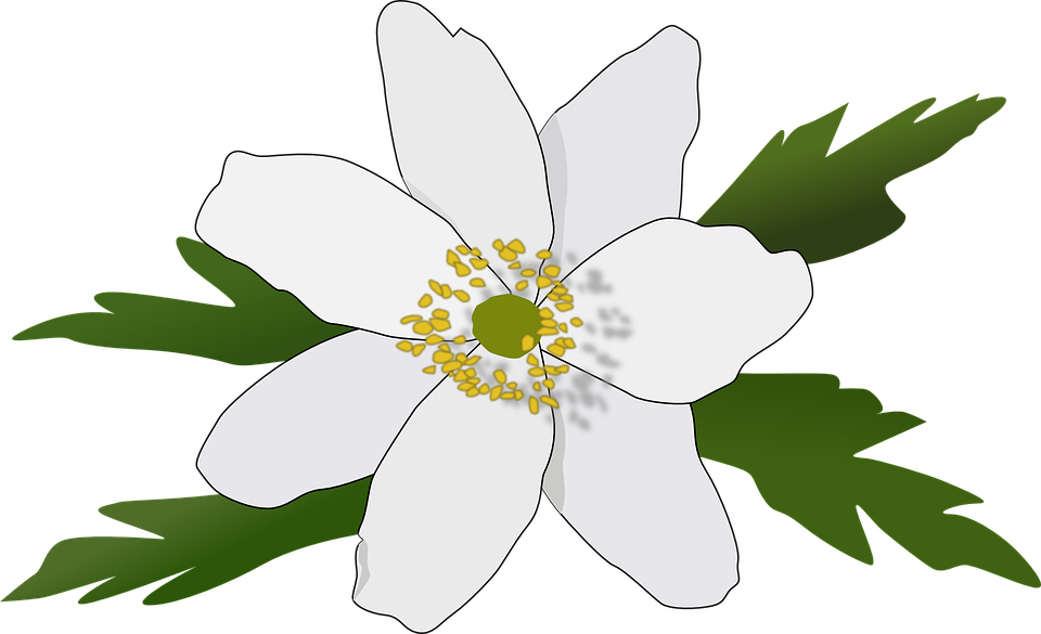 Free vector graphic: Anemone, Flower, Blossom, Bloom.