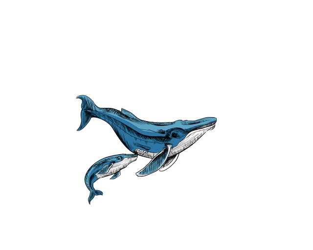 Cetacean Drawing Contest : La majestuosidad de la ballena azul.