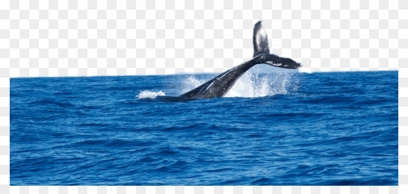freetoedit #whale #ocean #splash.