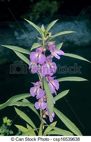 Stock Photos of wild Flower, impatiens sp. rosy balsam, Western.