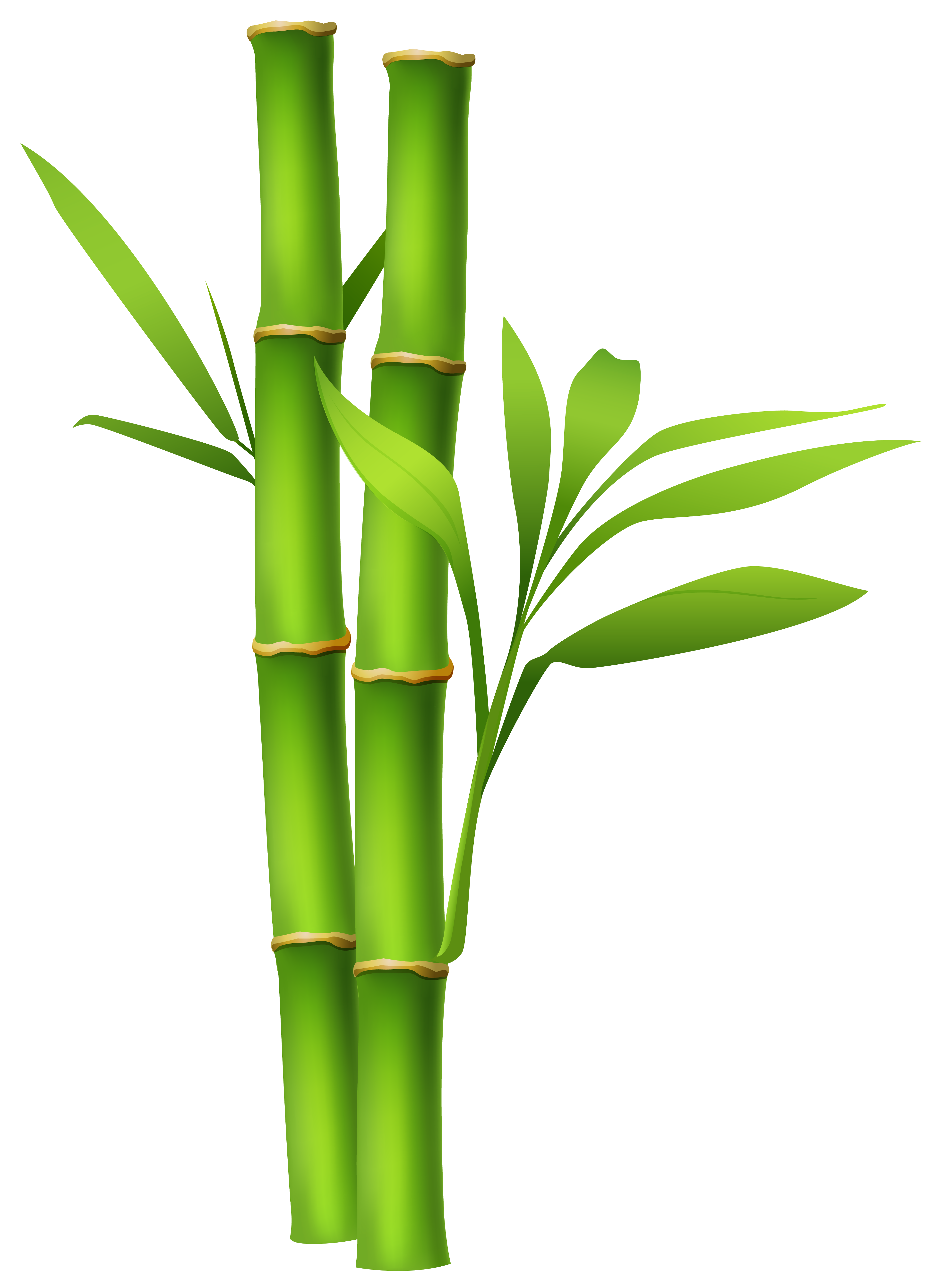 Bamboo Clipart & Bamboo Clip Art Images.