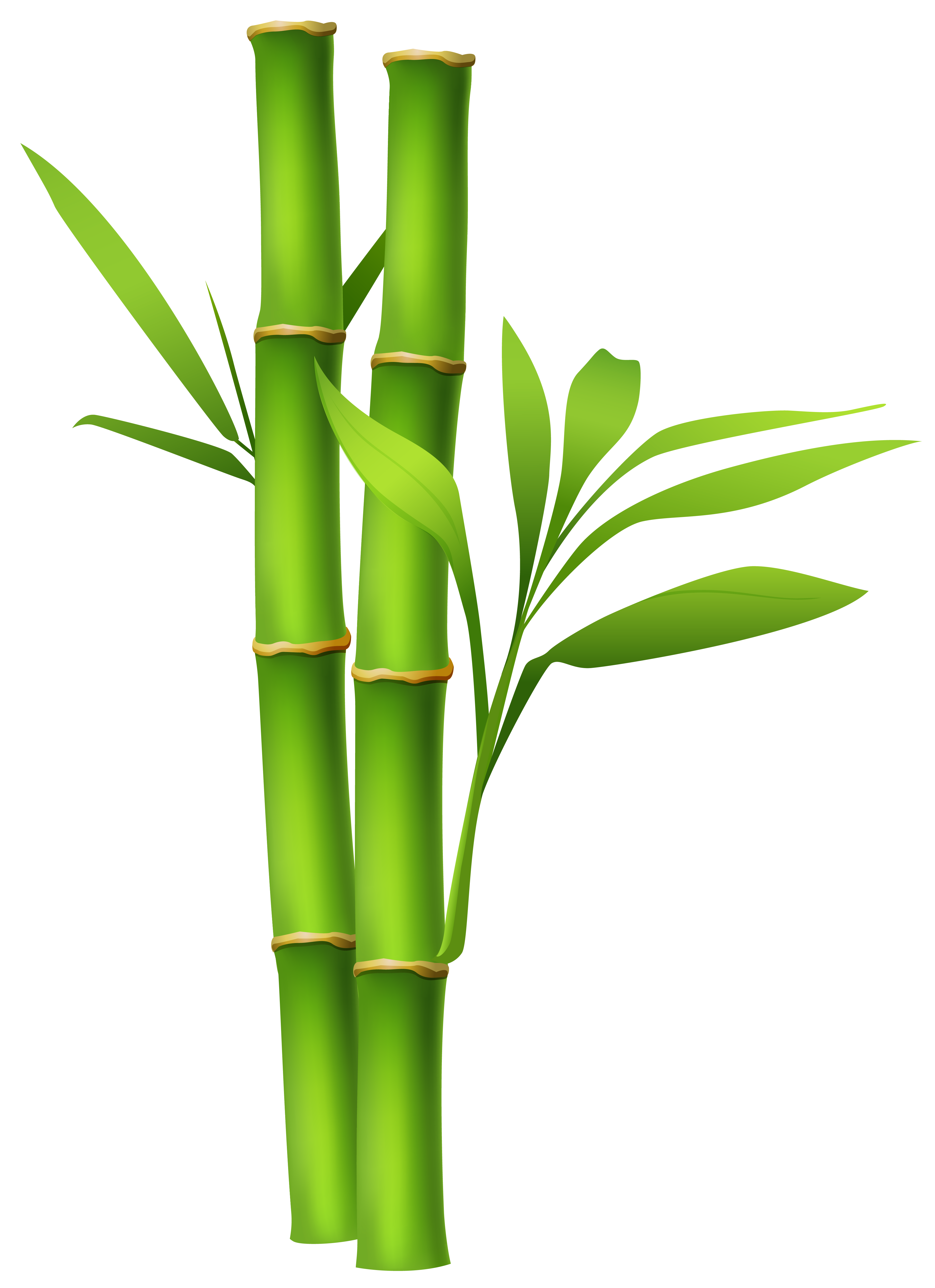 Bamboo clipart 20 free Cliparts | Download images on Clipground 2022