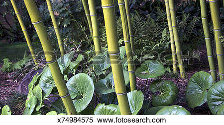 Stock Image of LACMA bamboo garden x74984575.
