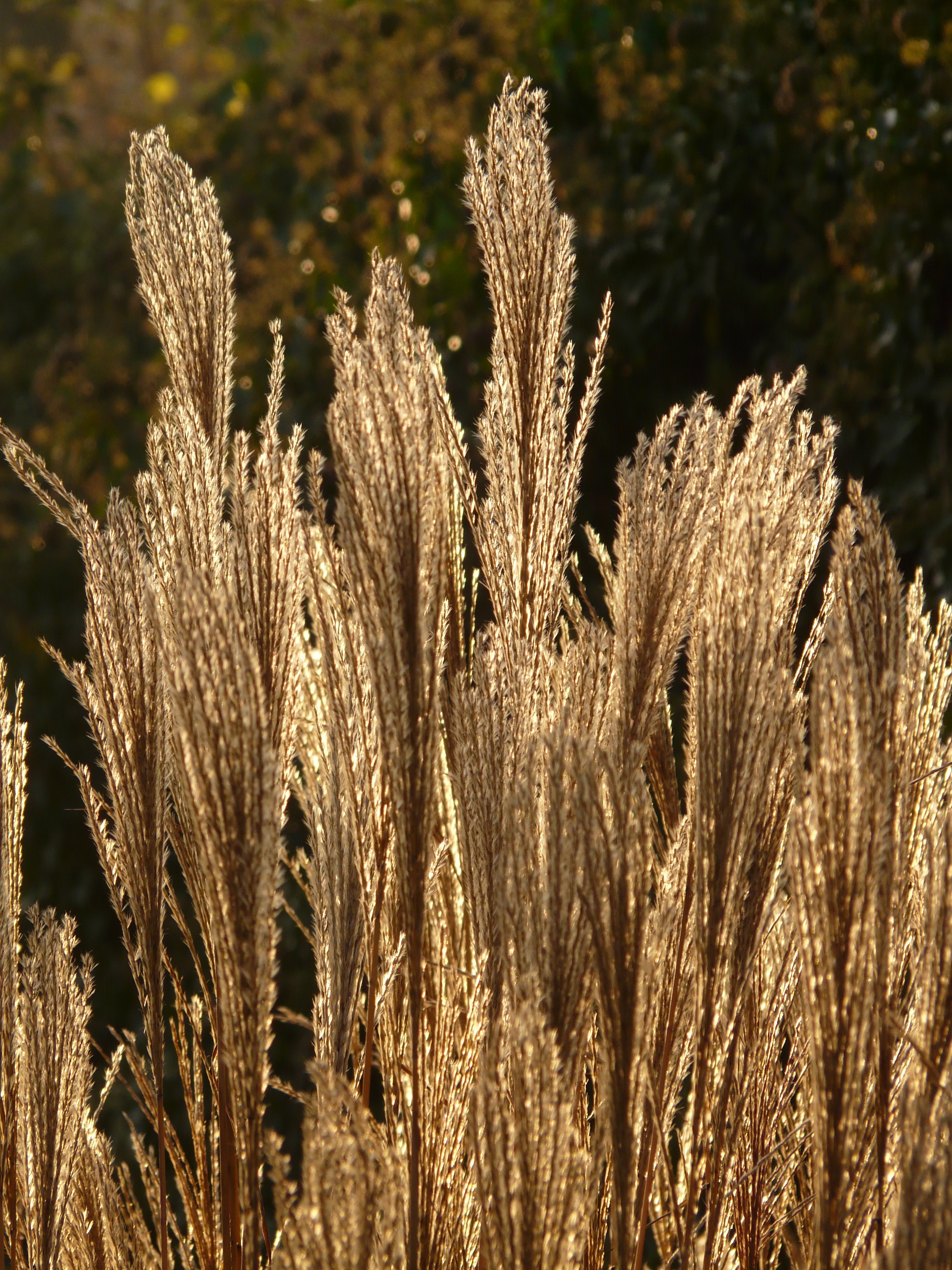 Miscanthus is a silver reed free image.