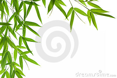 Bamboo Leaves Stock Image.