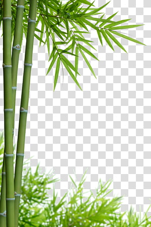 Bamboo PNG clipart images free download.