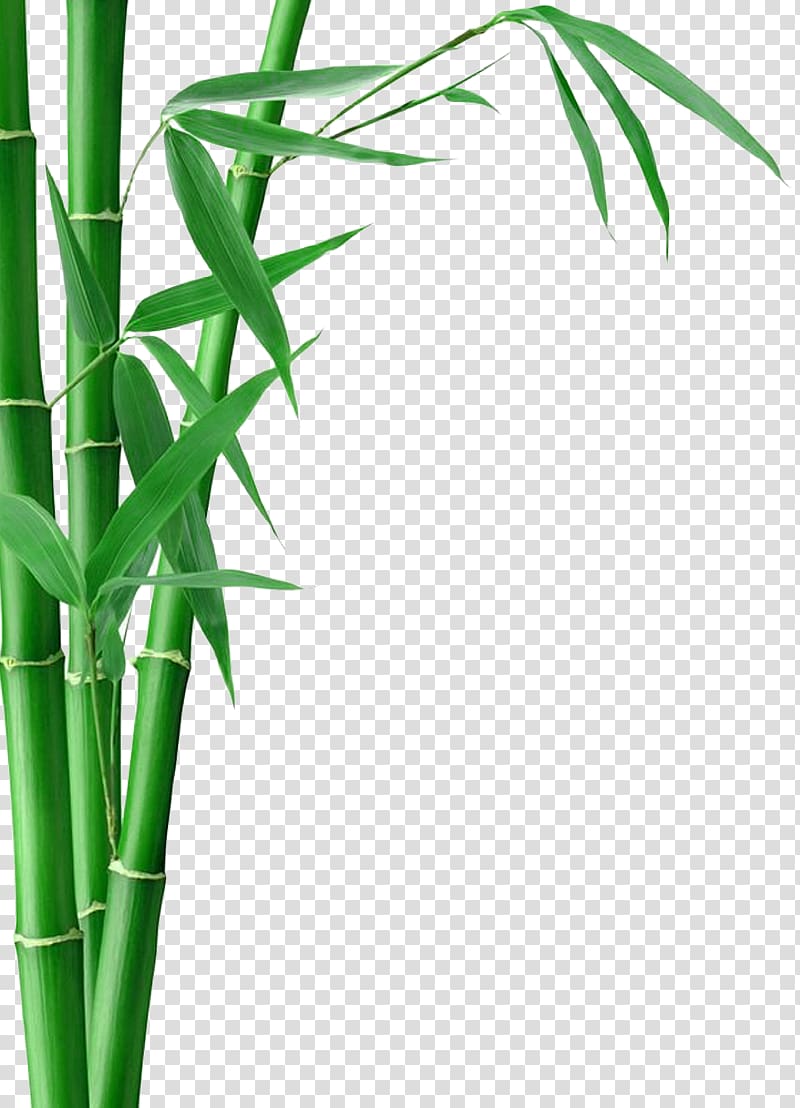 Bamboo tree illustration, Bamboo Forest Fargesia murielae Bamboo.