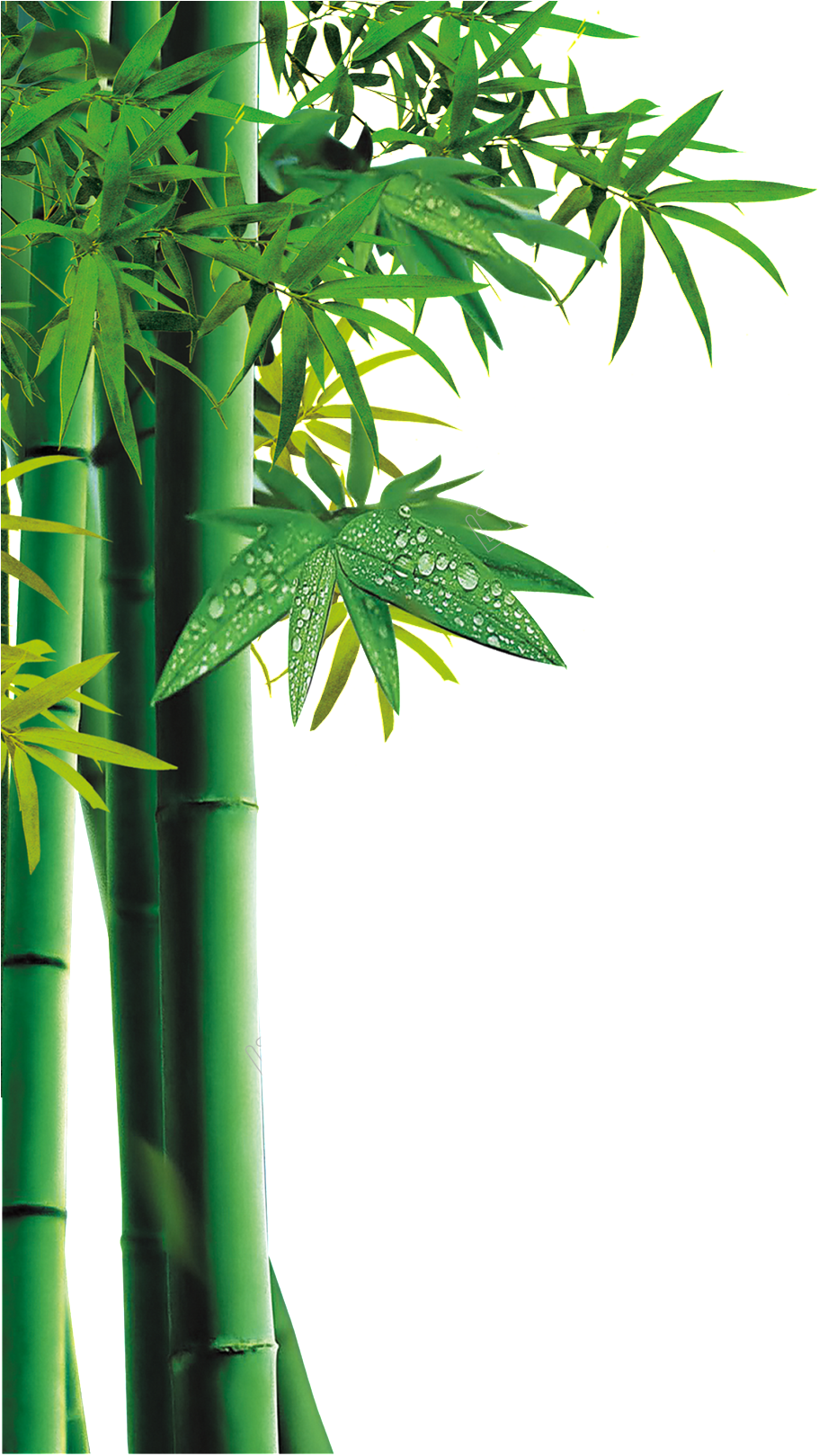 bambu png 20 free Cliparts | Download images on Clipground 2021
