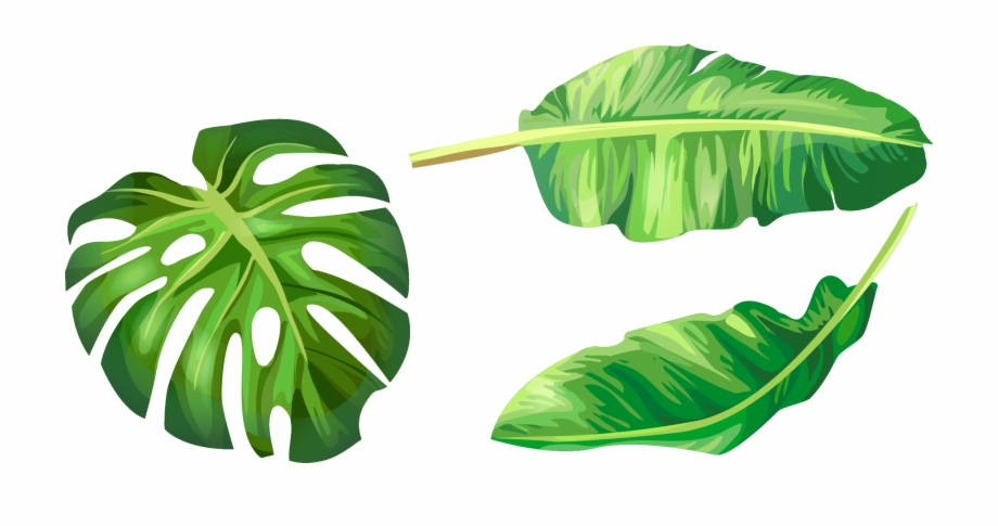 Palm Leaf Vector Png at Vectorified.com.