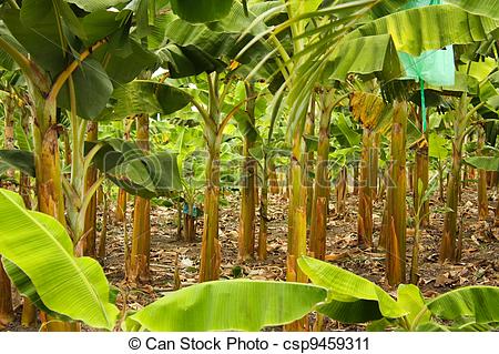 Stock Photography of Banana monoculture.