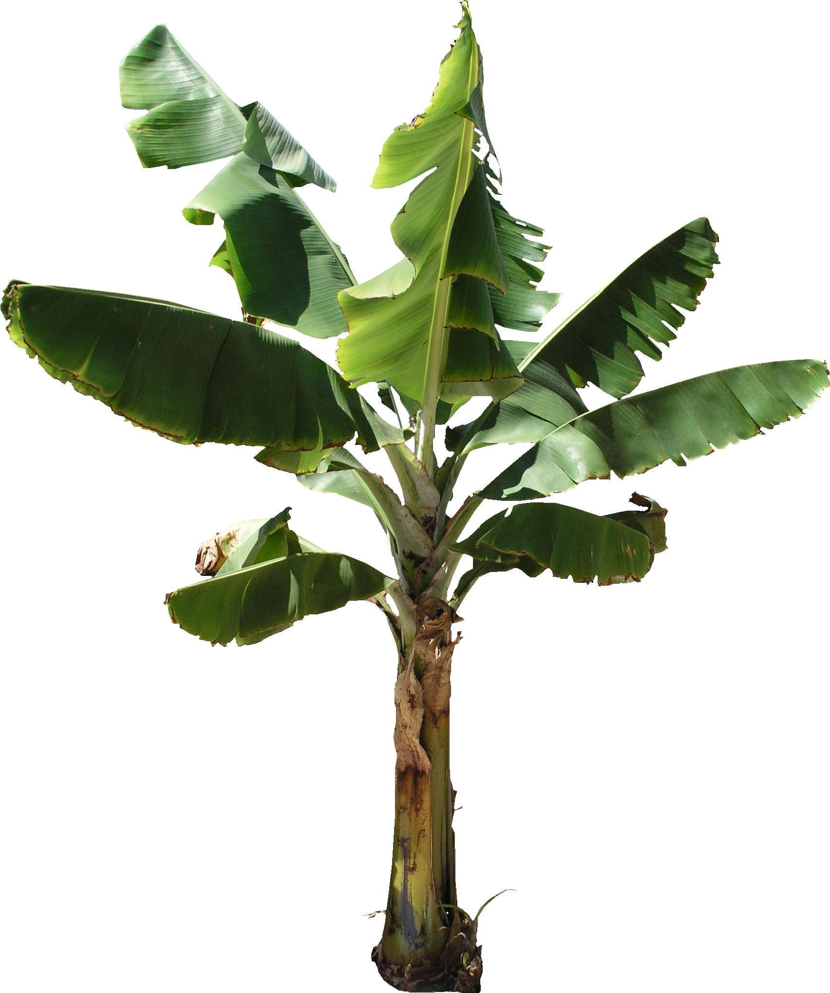 banana tree clipart png 20 free Cliparts | Download images on ...