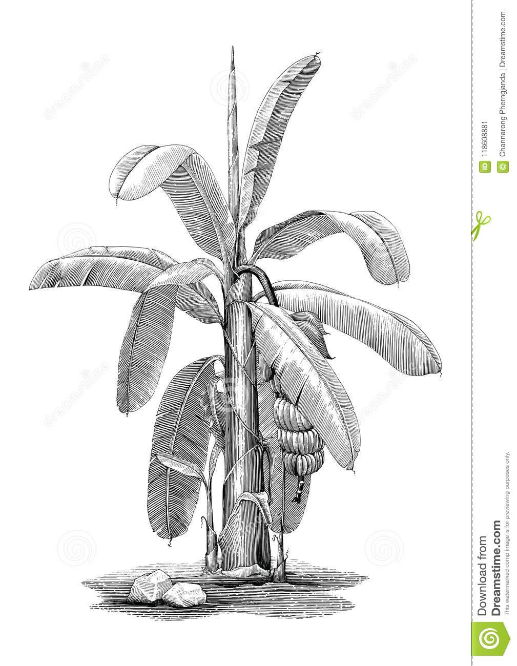 Banana Tree Botanical Hand Drawing Vintage Clip Art Stock Vector.