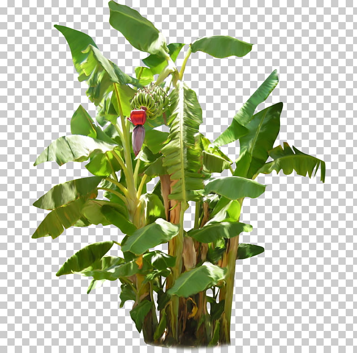 banana tree png 20 free Cliparts | Download images on Clipground 2022