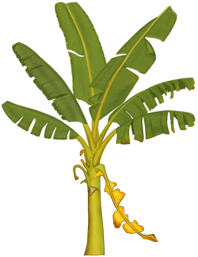 Free Banana Tree Image, Download Free Clip Art, Free Clip.