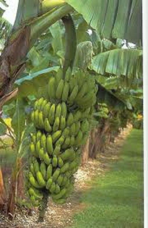 Banana Tree Image.