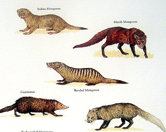Pictures Of Mongoose.