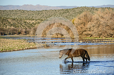 Salt River Wild Horses Stock Photo.