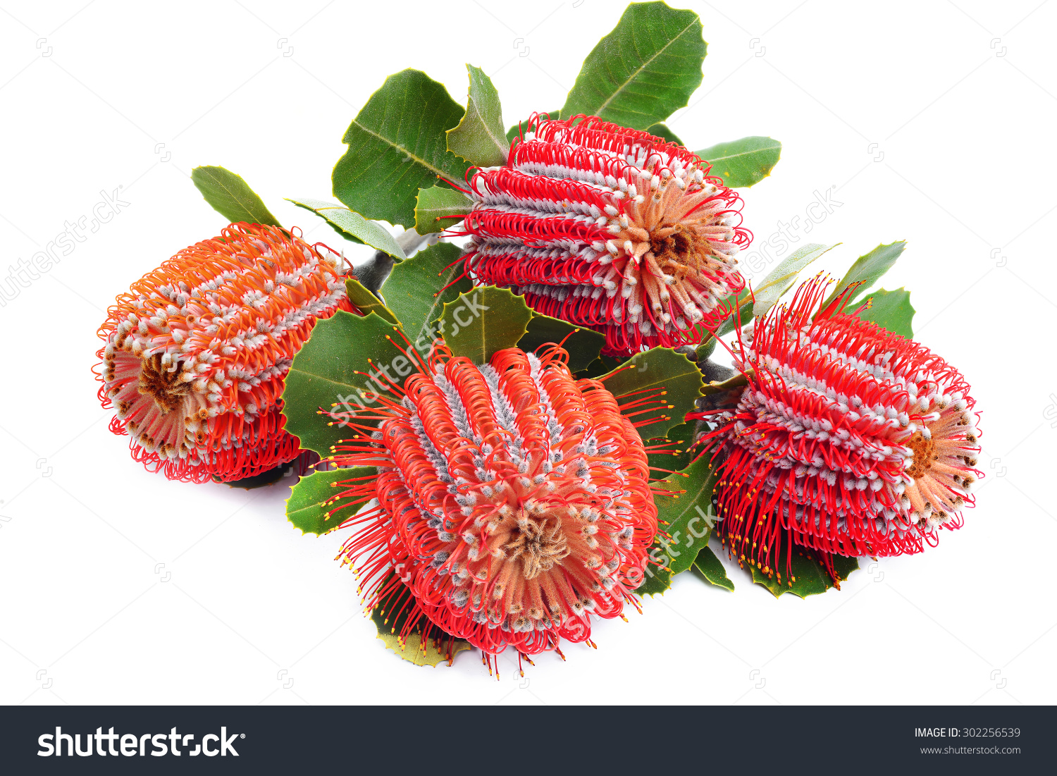 Closed Banksia Coccinea Flowers Head Leaves Stock Photo 302256539.